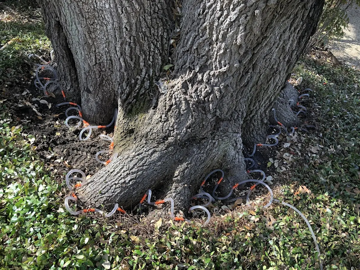 Detailed Tree Cabling and Bracing job site in Bethune