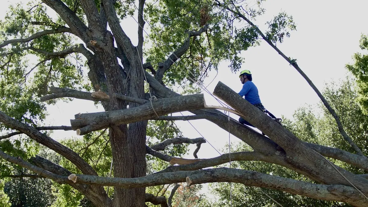 Professional Hazardous Tree Removal performed by certified arborists in Bethune